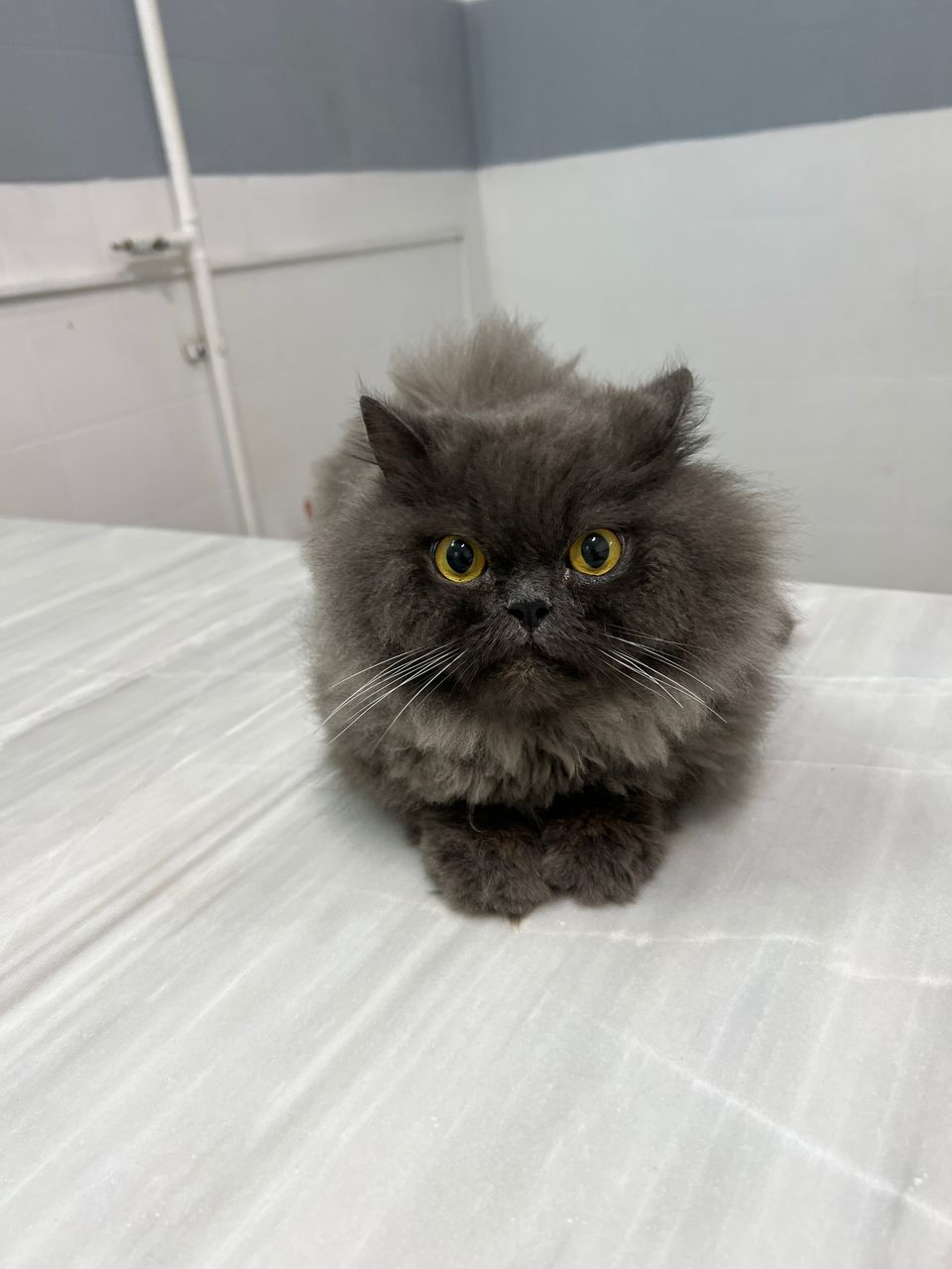 مراقبت های تخصصی