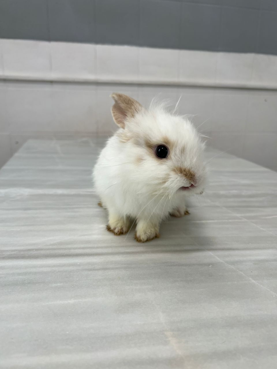 مراقبت های اورژانسی